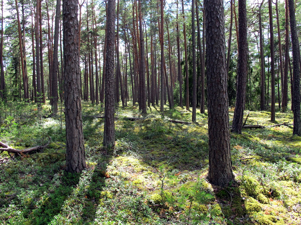 Skogen på åsen är luftig och ljus. 