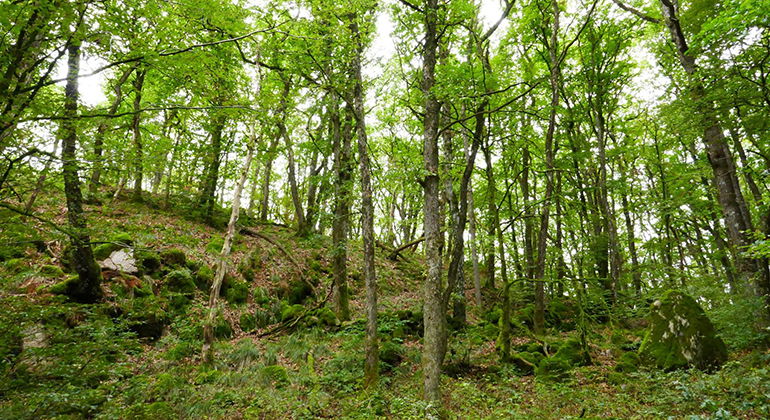 Skog med en sluttning och träd