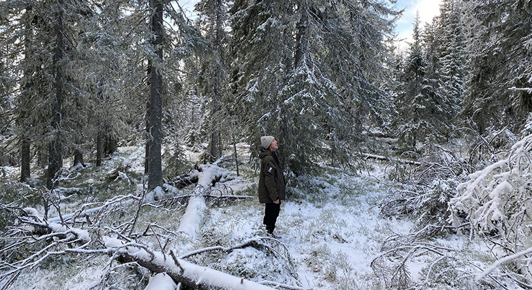 Gallejaurskogen i nysnö.