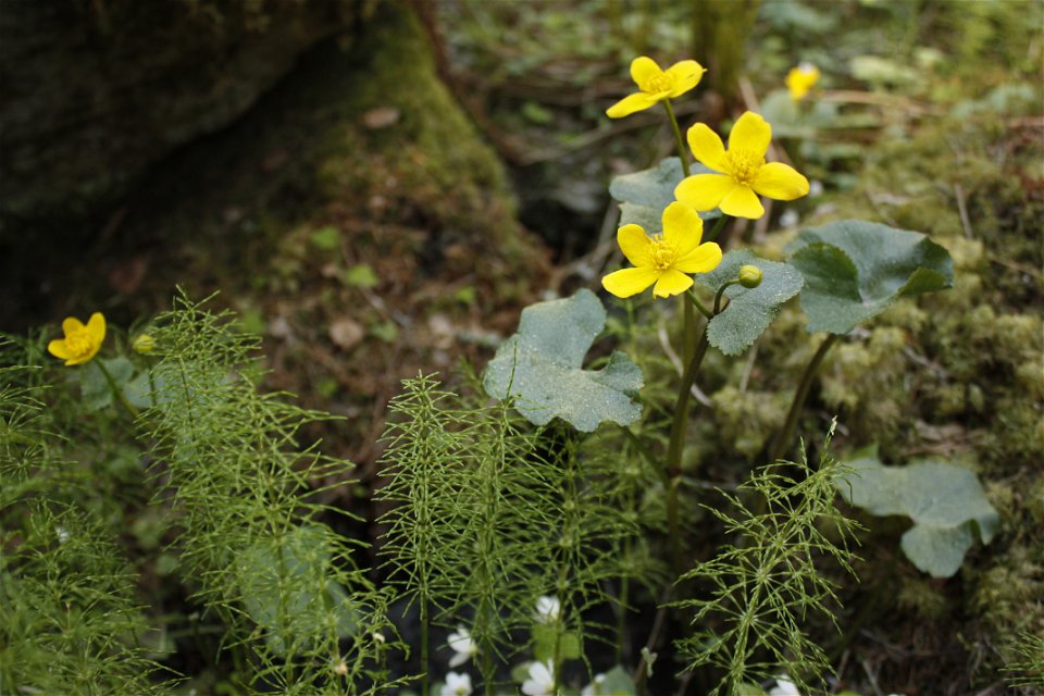Närbild på en växt med klargula blommor.