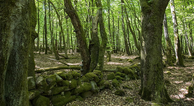 Gammal stenmur i bokskogen.
