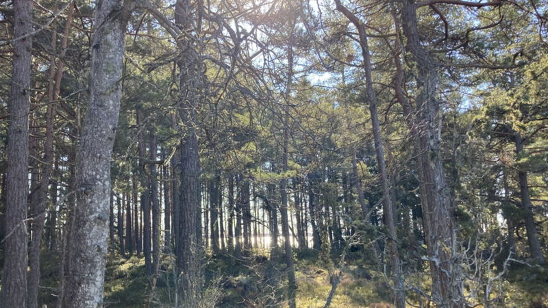 Nature path - Dyröns nature reserve