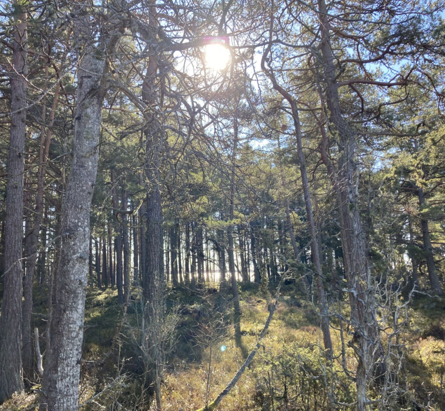 Skogsparti i Dyröns naturreservat i Kristinehamn