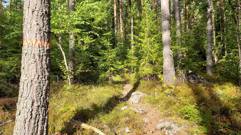 Toppleden Färila