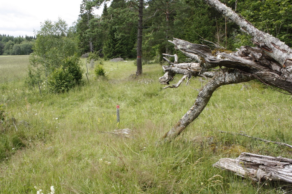 En stig genom en äng med skog på ena sidan. En död trädstam ligger i närheten av stigen.