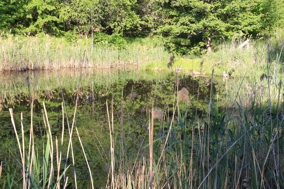 Den gamla branddammen är idag livsmiljö för många groddjur.