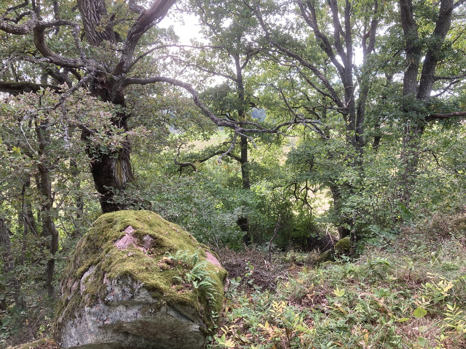 I förgrunden står en gammal knotig ek intill ett stenblock med mossa på. I bakgrunden växer olika buskar och däremellan anas gulnade betesmarker.