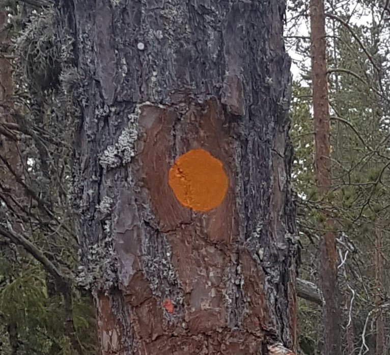 Markering med orangea prickar på träd