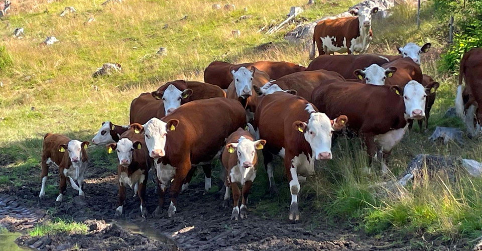 Orrnäs betesmark, betande djur
Orrnäs rundslinga
Ödeshög kn