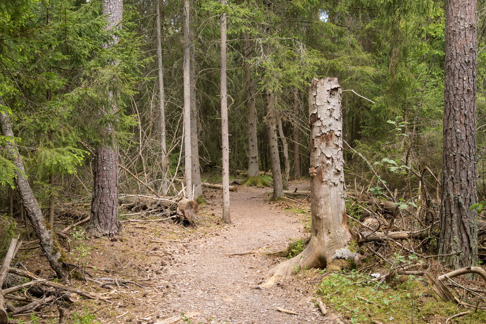 Fotograf: Tobias Ivarsson