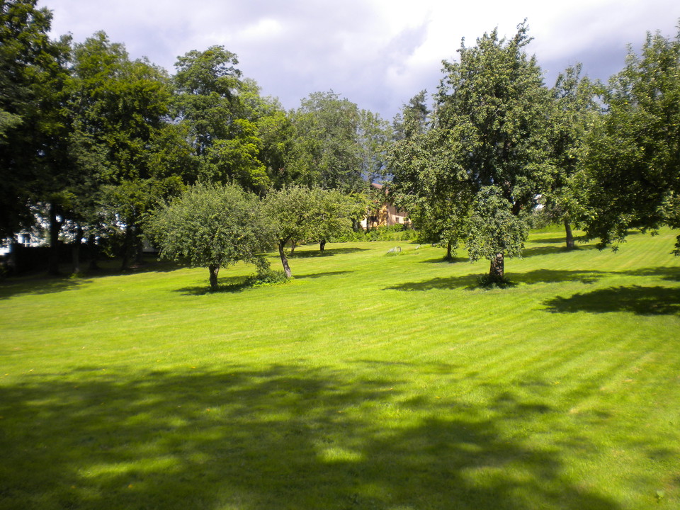 Elfviks fruktträd. Foto Lidingö stad.
