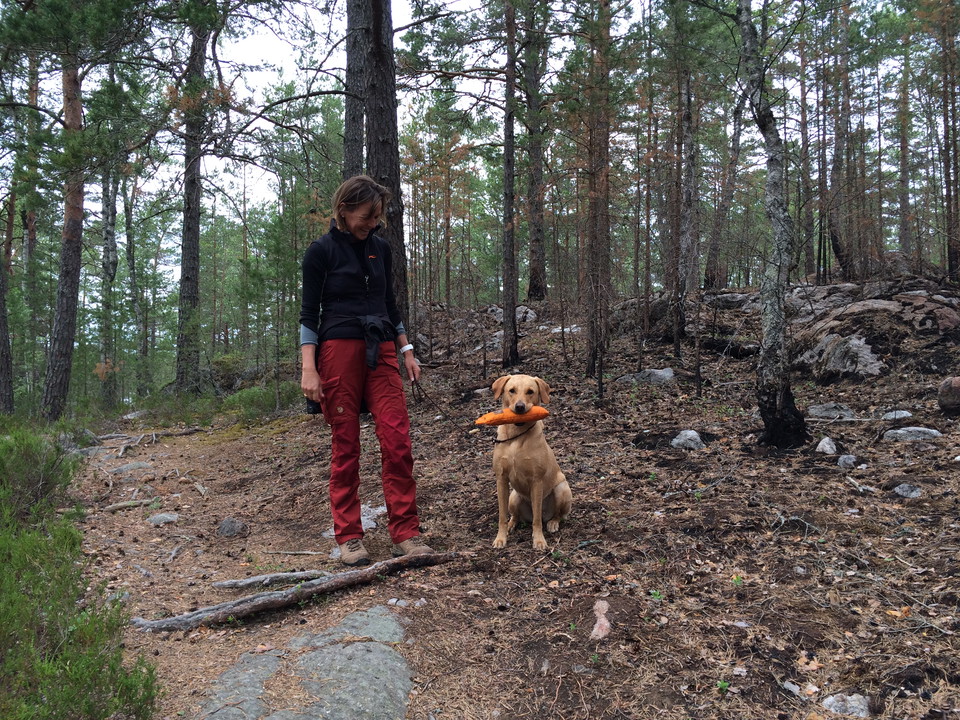 Hunden får följa med kopplad