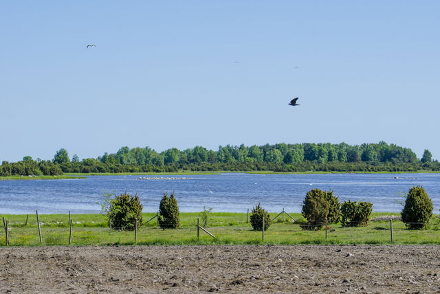 Avaskär