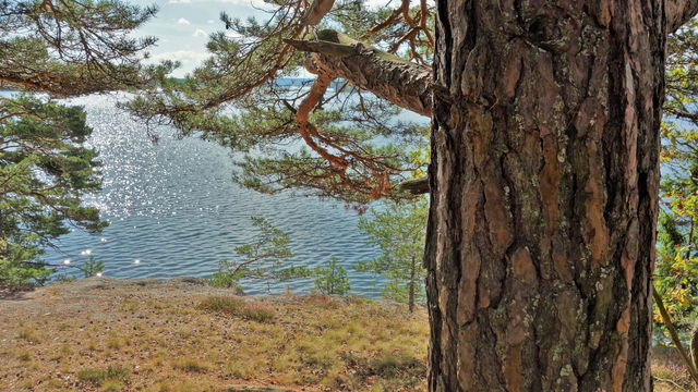 Viggeby naturreservat