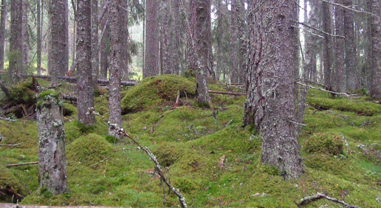 Myckelåsens naturreservat.