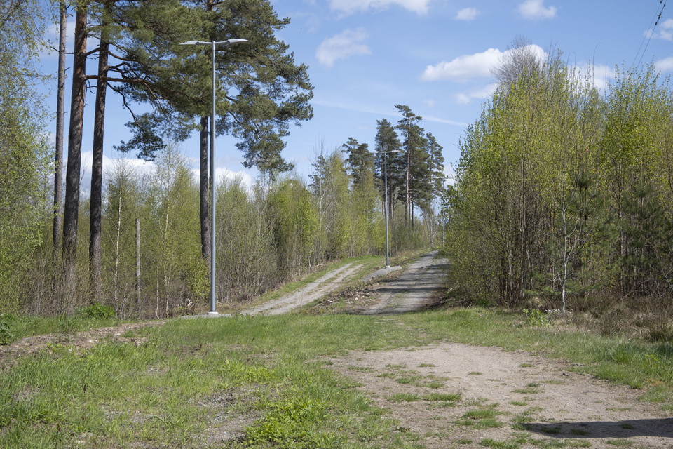 Två paralella stigar i skog, huvudsak barr.