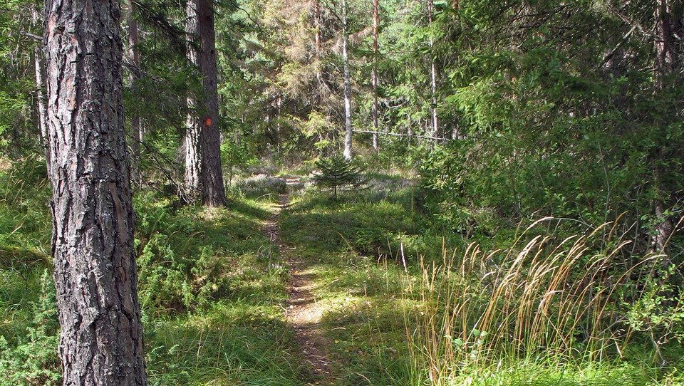 Följ stigen in i den trolska skogen