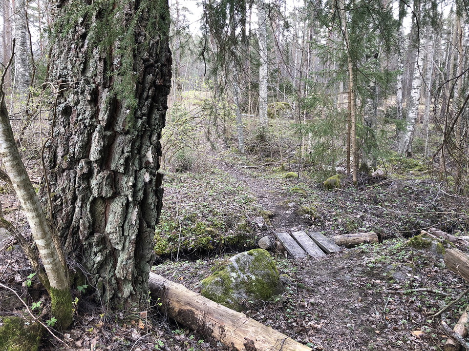 Liten spång över dike i skog.