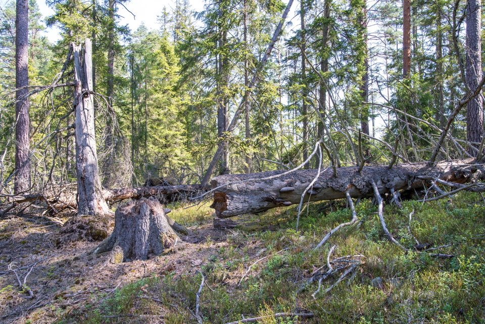 Fotograf: Tobias Ivarsson