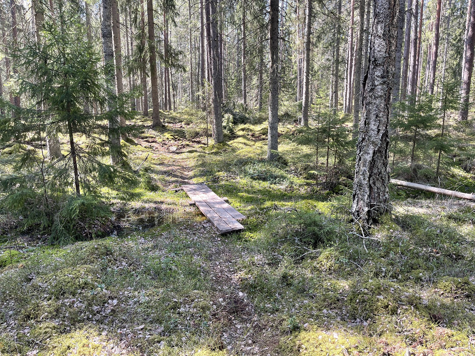 Tre brädor bred spång över dike i skog.