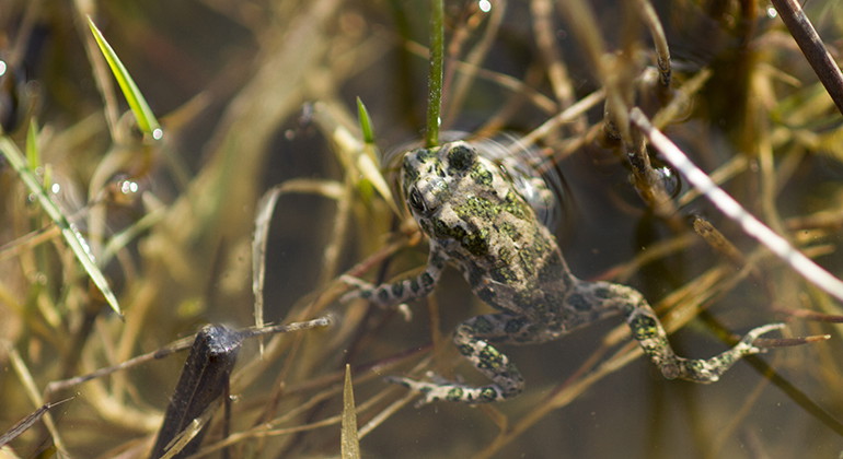 En ung grönfläckig padda.