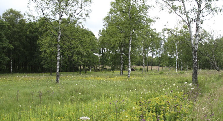 På slåtterängen växer det också ett fåtal björkar. 
