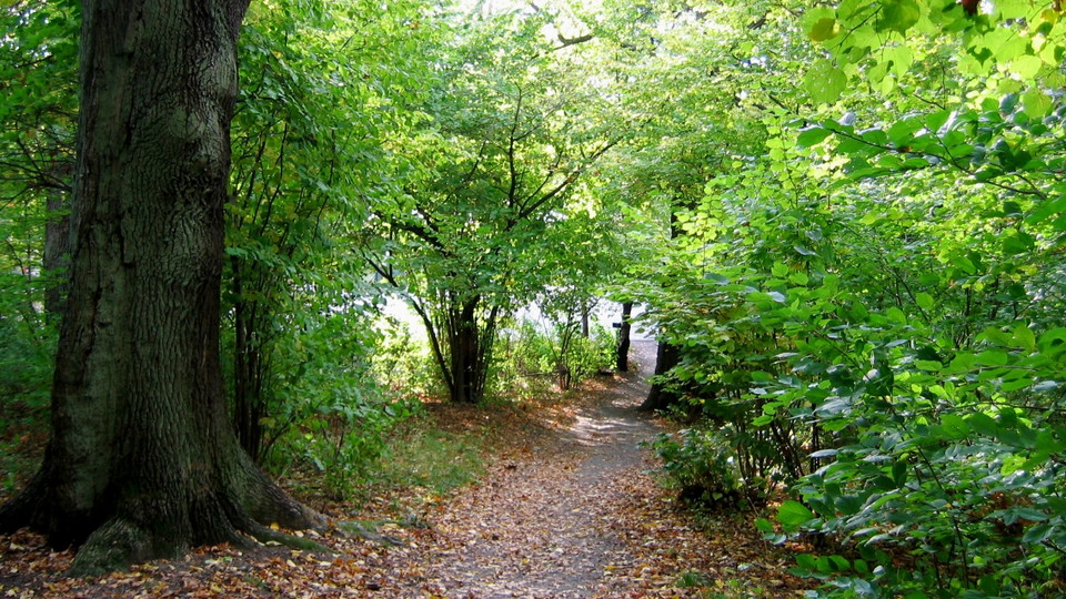 Stig i Ekbackens lövskogslund. Foto Lidingö stad.
