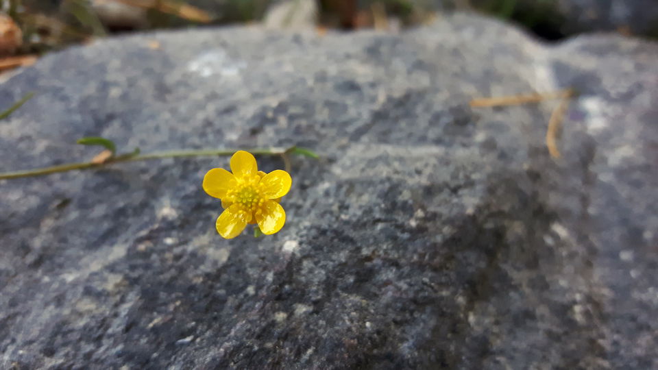 Strandranunkel är karaktärsart för näringsfattiga sjöar. Foto Sara Iinatti