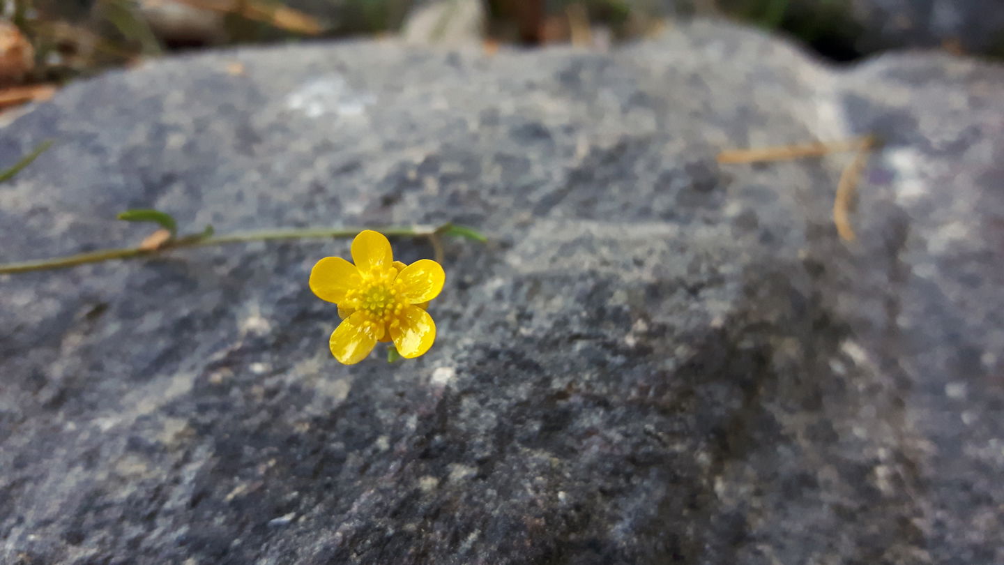 Strandranunkel är karaktärsart för näringsfattiga sjöar. Foto Sara Iinatti