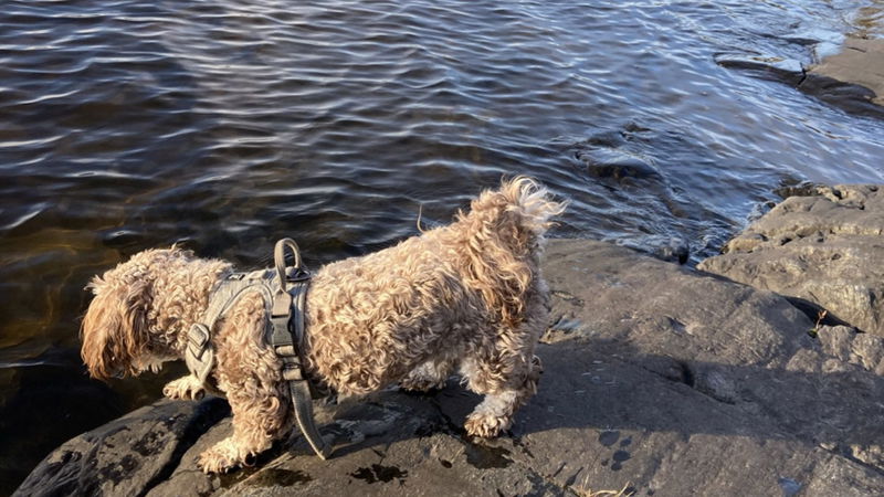 Hundbad i Kristinehamn
