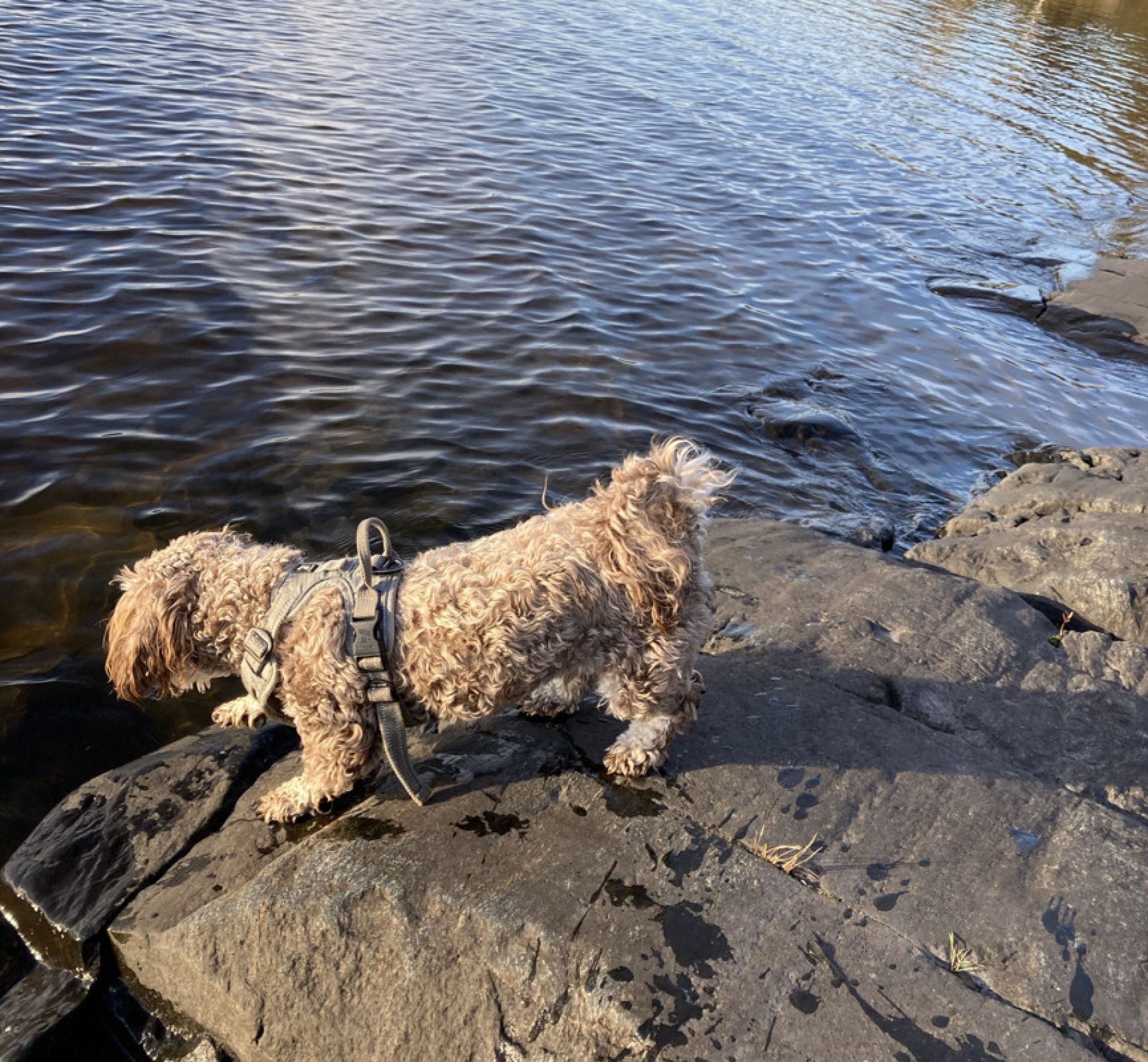 Hundbad i Kristinehamn