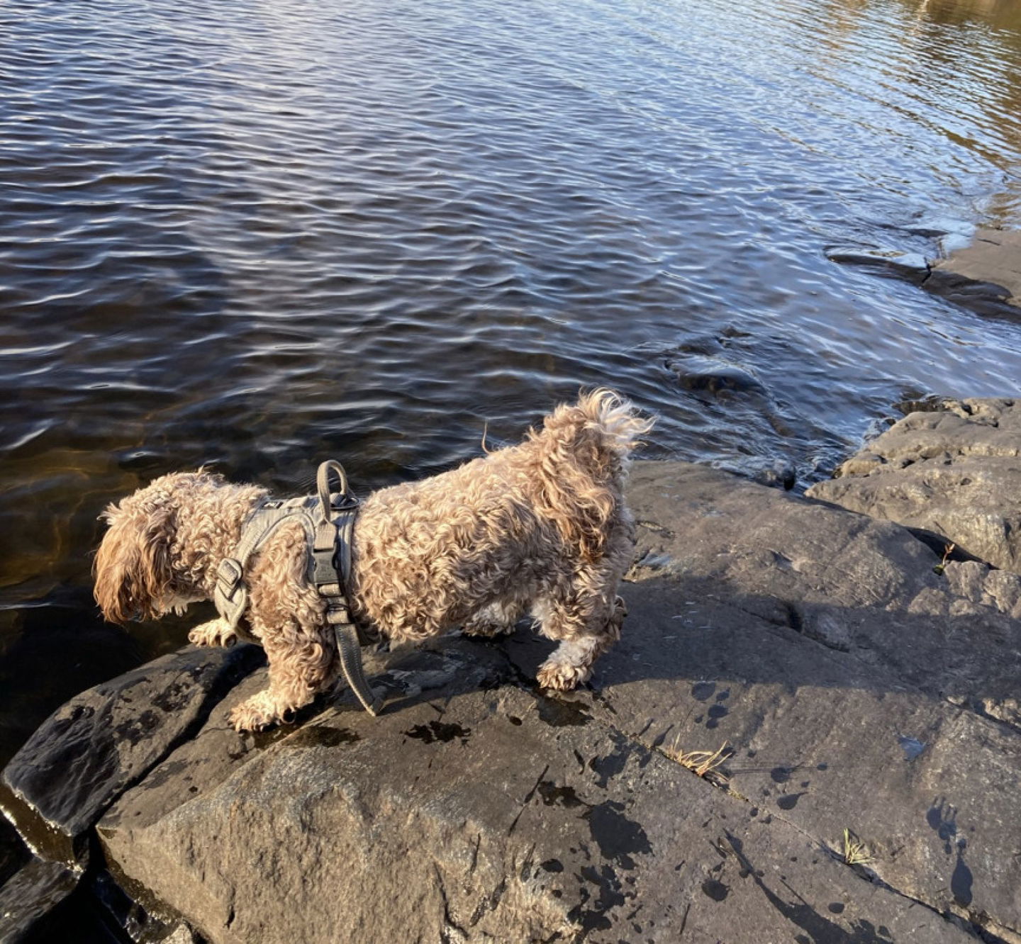 Hund vid hundbad i Kristinehamn