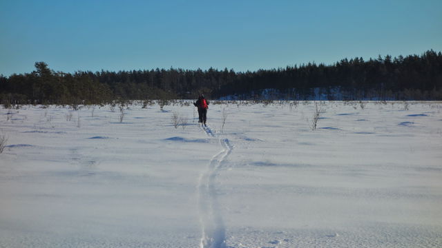 Fjällmossen