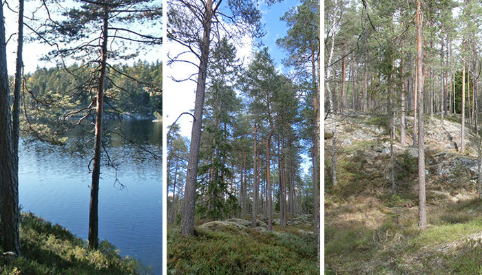 Tre bilder från naturreservatet.