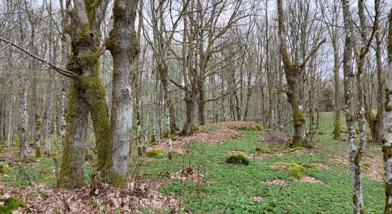 Gamla hamlade lindar. Foto Isabel Vitaskär /Länsstyrelsen Blekinge