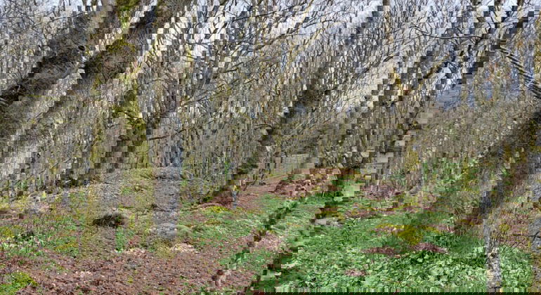 Gamla hamlade lindar. Foto Isabel Vitaskär /Länsstyrelsen Blekinge