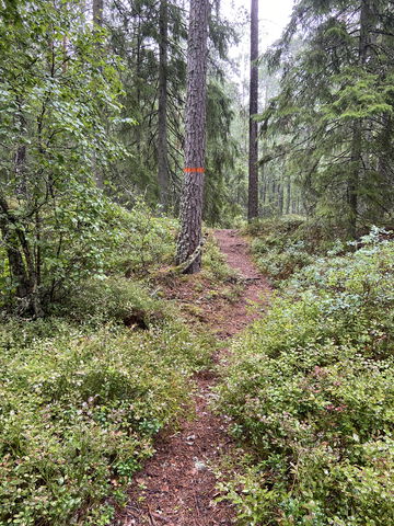 Anslutning Lyngemadens naturreservat