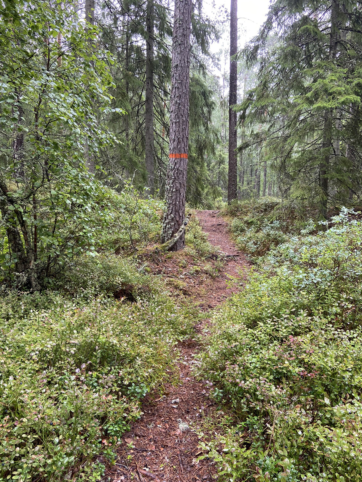 Anslutning Lyngemadens naturreservat