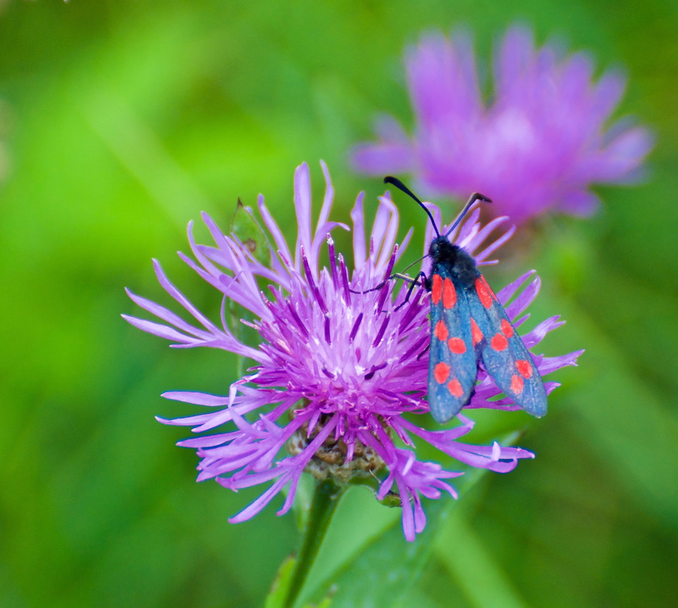 Sexfläckig bastardsvärmare.