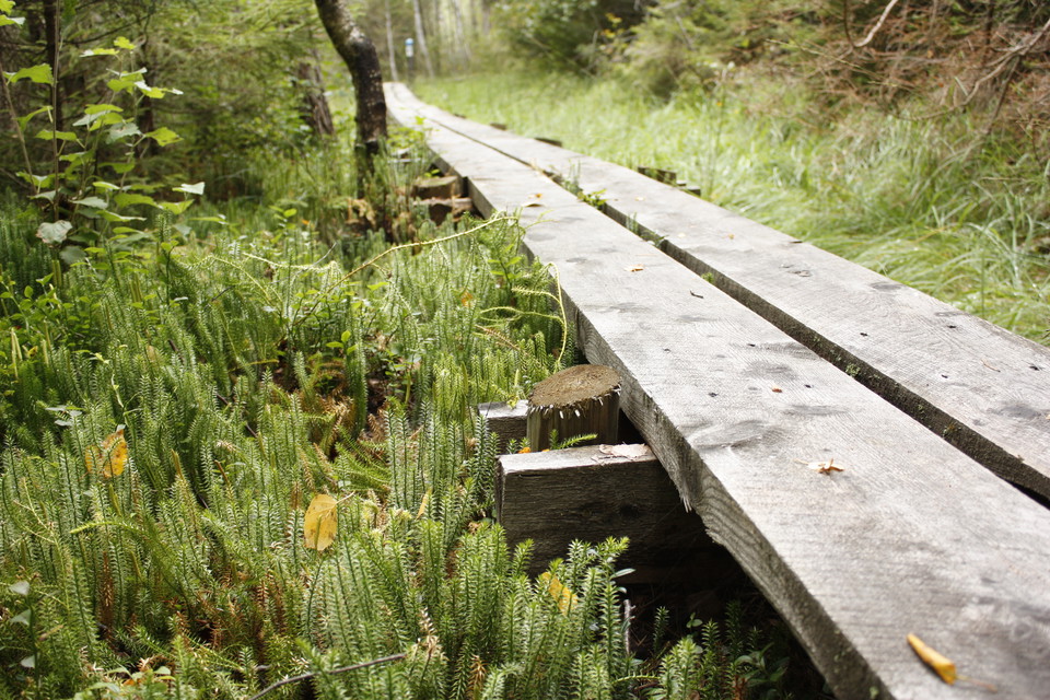 Närbild på en spång som går över blöt skogsmark.
