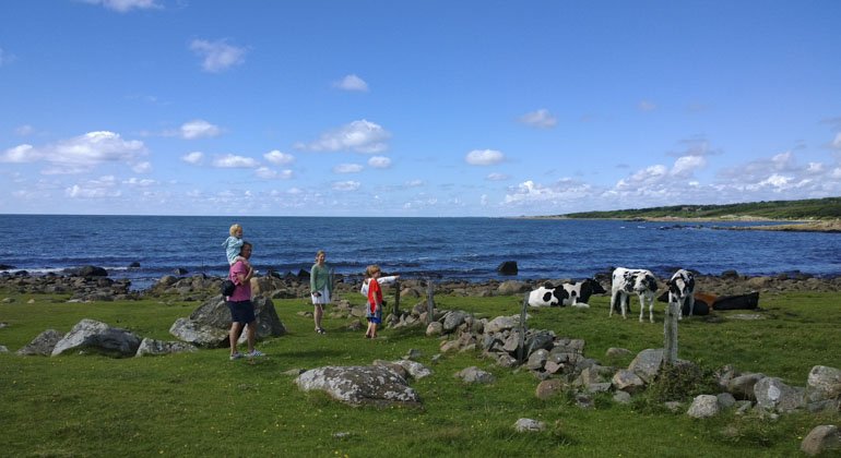 En familj som står och kollar på kor vid kusten
