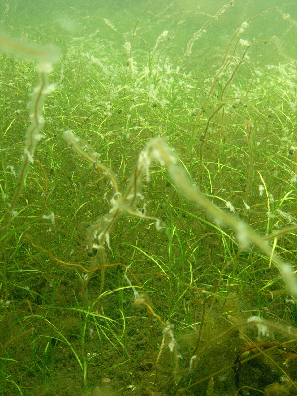 Båt- och fiskeförbud råder för att skydda känsliga bottenmiljöer. 