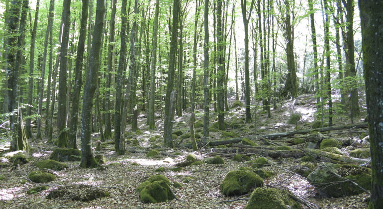 smala trädstammar i skogen