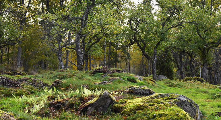 Foto: Länsstyrelsen i Kronobergs län