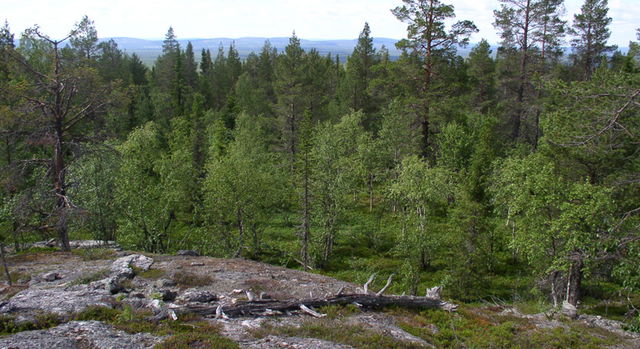 Lehtiroa