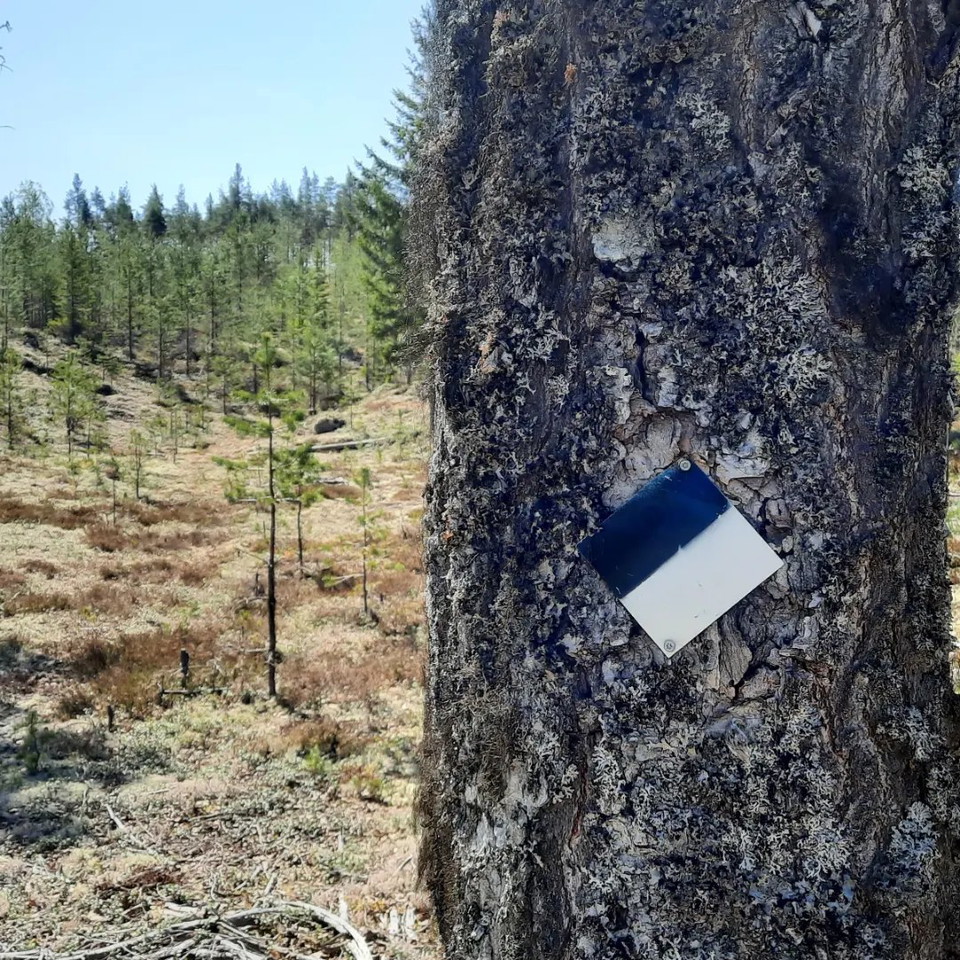 Eggaspårets svart-vita ledmarkeringar