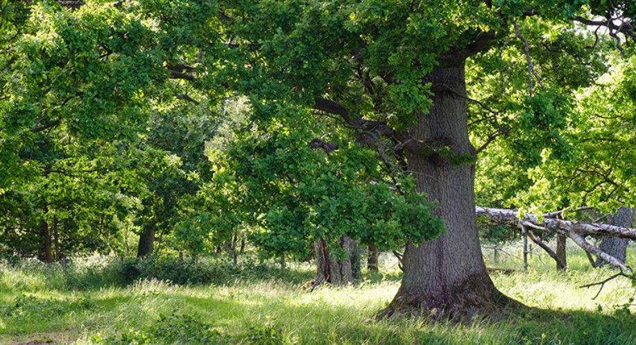 Fulltofta gård, Naturreservat Hörby