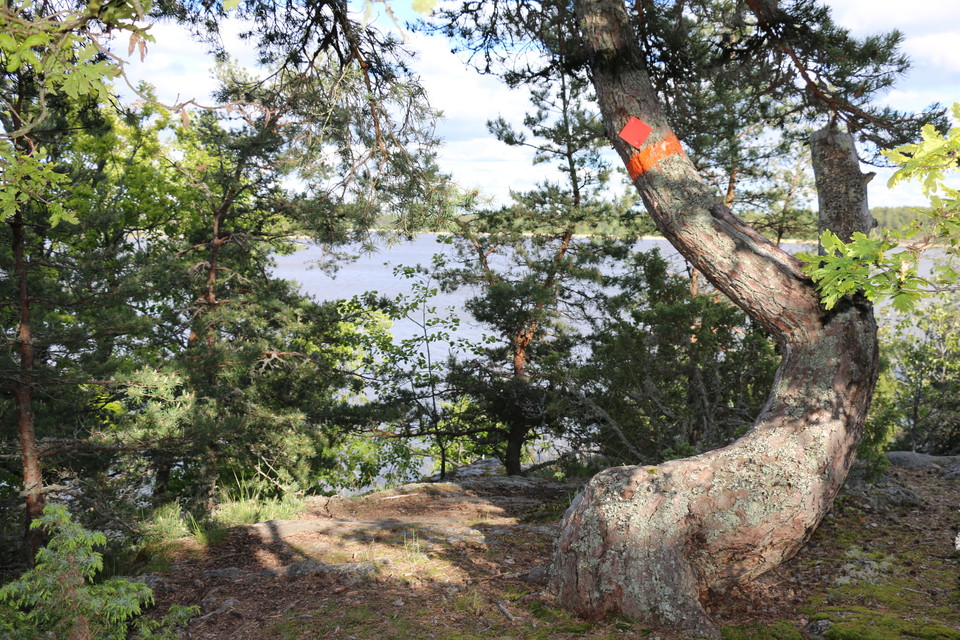 Krokigt växande träd med orange ledmarkering.