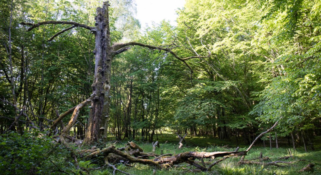 Hallaröd, Naturreservat, Höör