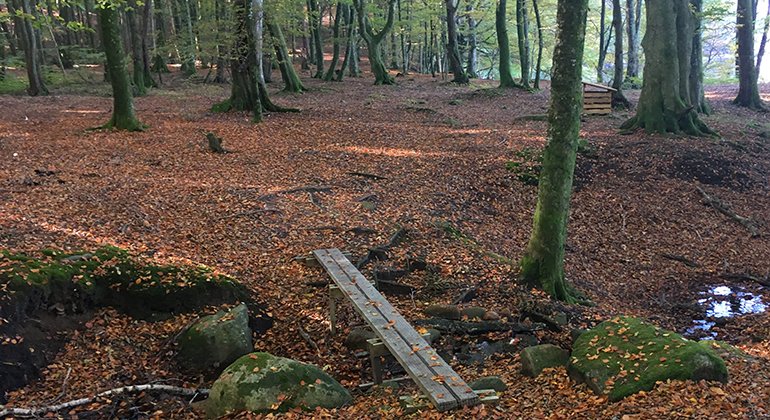 två brädor av trä som är upplagda som en bro över sumpig mark